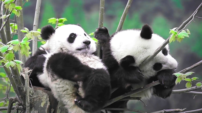 阳光电源联合大自然保护协会（TNC）、大熊猫国家公园德阳管理分局，在四川德阳大熊猫国家公园发起“阳光林”项目，计划5年时间种植500亩适生乔木和可食竹，重建生命廊道与生态修复，推进大熊猫栖息地修复，目前已种植300亩，并建造16座大熊猫野外人工巢穴。