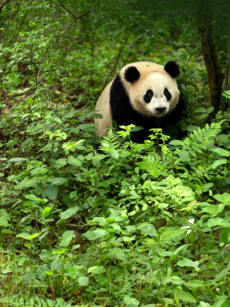 我们为大熊猫造出16个“家”